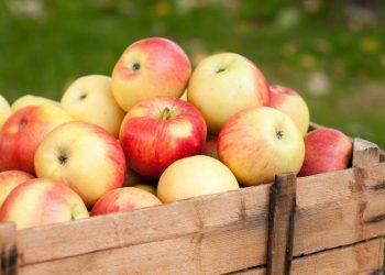 Яблука добре зберігаються у піску