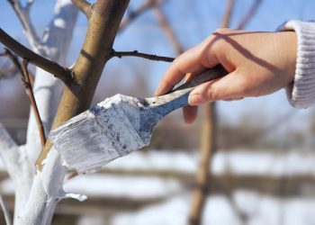 Білити дерева фарбою — зручно