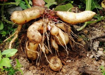 Якон: незвичний і дієтичний