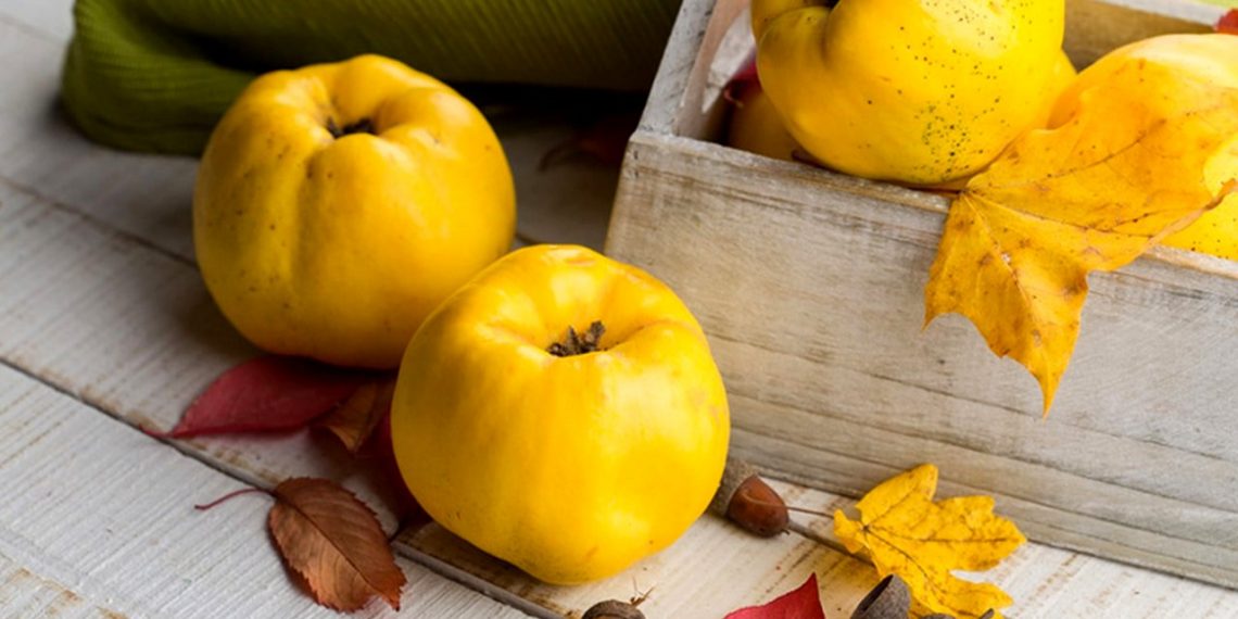 Айва — рослина з «секретом»