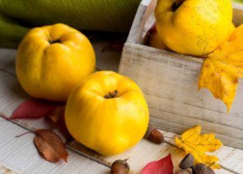 Айва — рослина з «секретом»