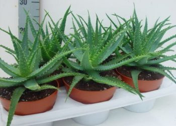 Алое потребує стрижки