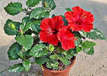 Омолодіть гібіскус!