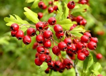 Маєте проблеми з серцем? Посадіть глід