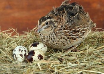 Перепели люблять тепло