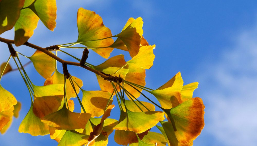 Як заварити лікувальний настій з листя гінкго білоба?