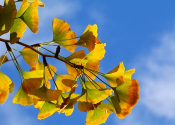 Як заварити лікувальний настій з листя гінкго білоба?