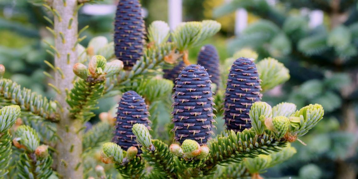 Створюємо на ділянці атмосферу лісу