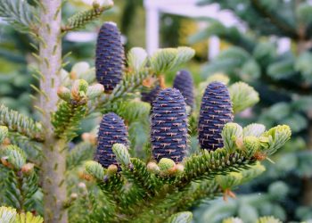 Створюємо на ділянці атмосферу лісу