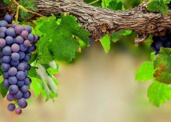 В Україні виноград можна вирощувати і на півночі