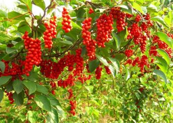 Лимонник потребує компанії