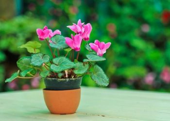 Листопад на підвіконні