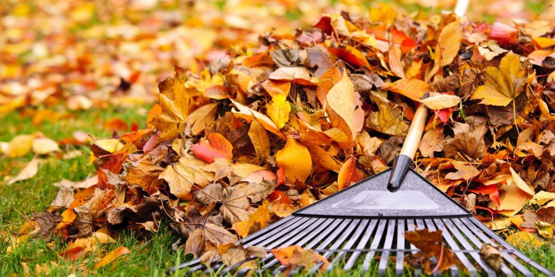 Заготуйте опале листя і заощадите на добривах