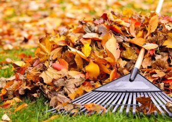 Заготуйте опале листя і заощадите на добривах