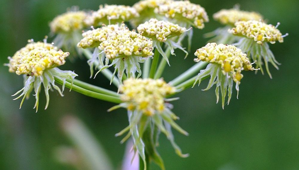 Любисток і смакує, і лікує