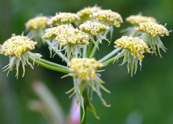 Любисток і смакує, і лікує