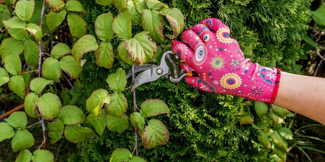 Малину підготуйте до зими