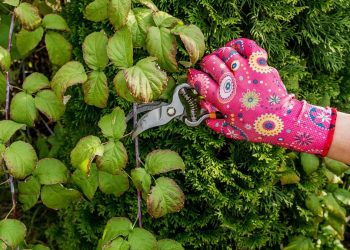 Малину підготуйте до зими