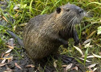 Нутріям смакують і жолуді з топінамбуром
