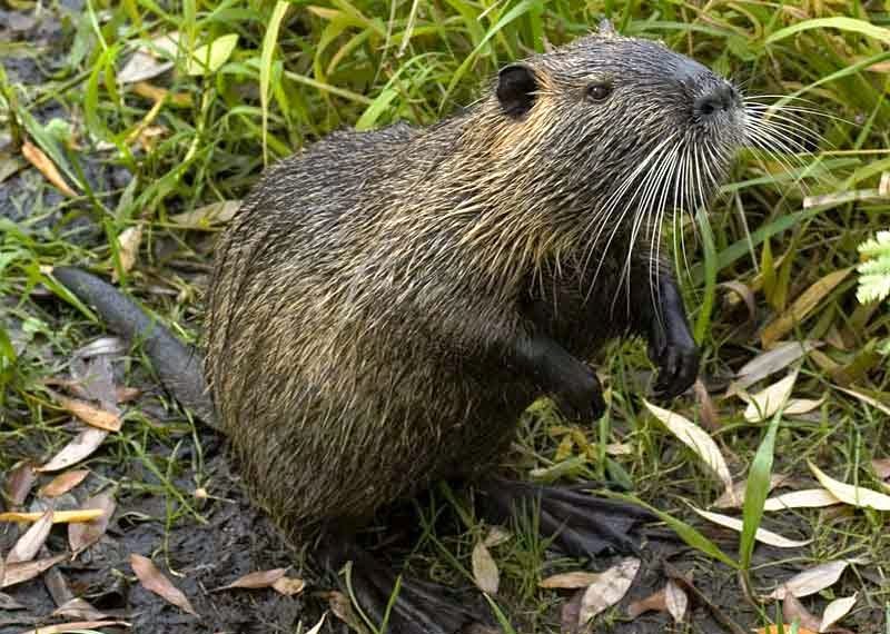 Нутріям смакують і жолуді з топінамбуром