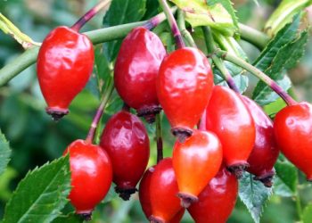 Шипшина для діабетиків