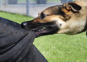 Укус собаки: що робити і як від нього вберегтися