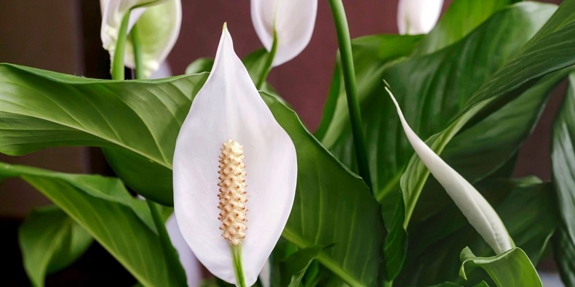 Яке воно — жіноче щастя?