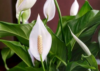 Яке воно — жіноче щастя?