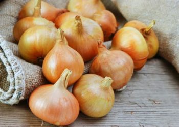 Цибуля-сіянка: запастися або купити перед посадкою