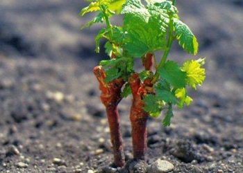 Саджанці винограду можна до весни зберегти