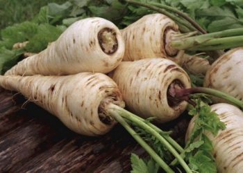 Пастернак перезимувати може й на грядці