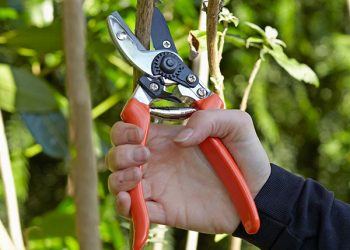 Чим дерева зручно обрізати