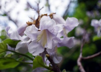 Павловнія може стати “інтенсивним лісом”