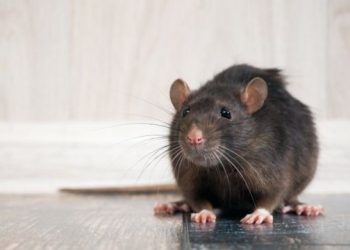 Як боротися з пацюками у свинарнику