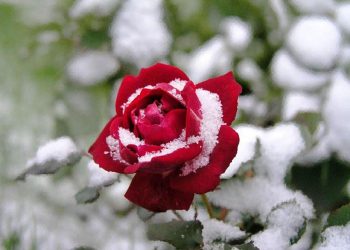 Грудень на городі, в саду та квітнику