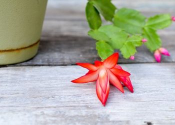 Щоб різдвяник довго квітував