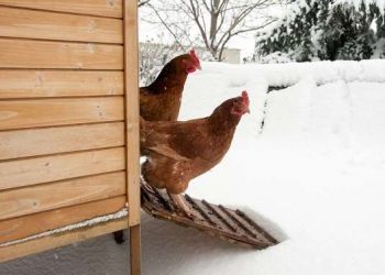 Раціон птиці збагатіть трав’яним борошном