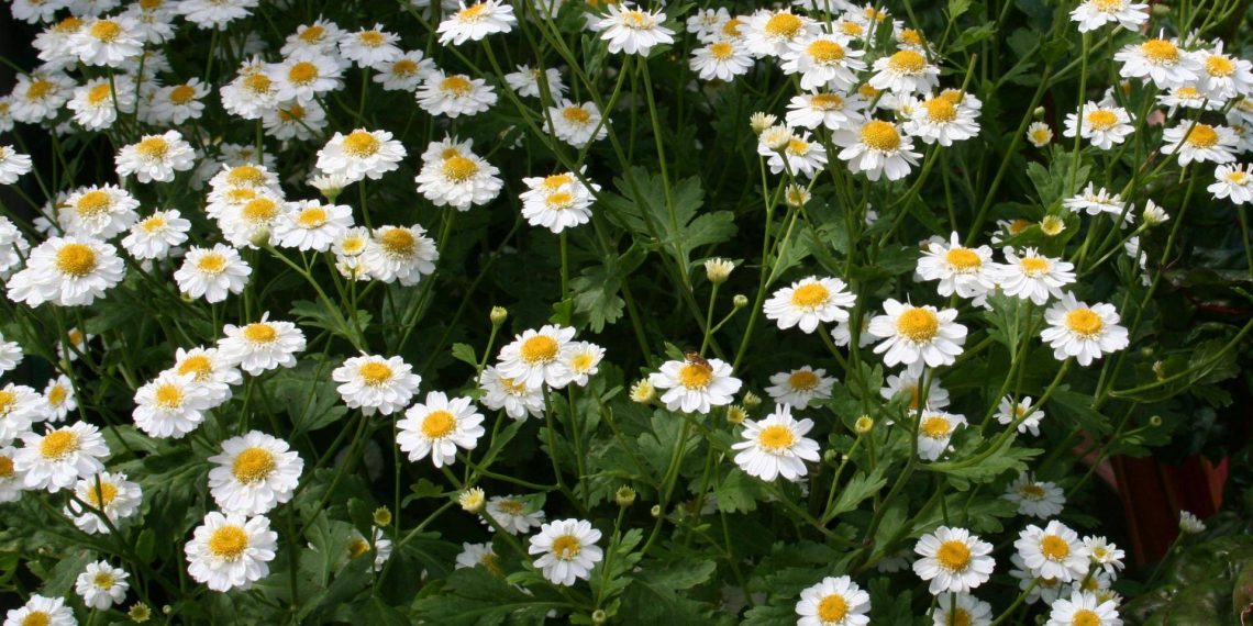 Піретрум від шкідників