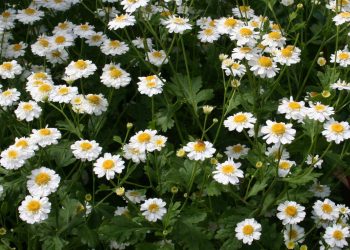 Піретрум від шкідників