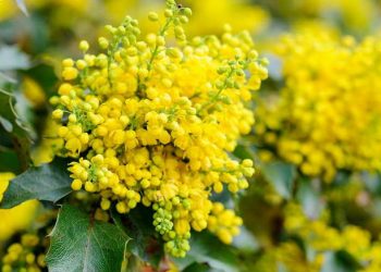 Магонія прикрасить і ваш дім, і двір