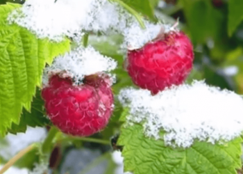 Малина — до середини листопада