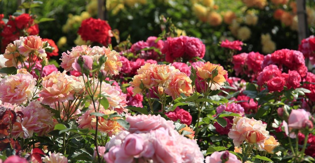 І королеви на рак хворіють