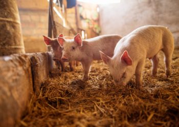 Чому свині обгризають хвости