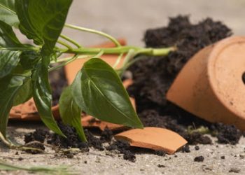 Стрес вазонам інколи корисний