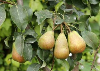 Груша іржава через… ялівець