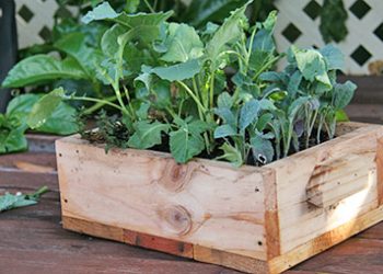 Ящик для розсади з дерева