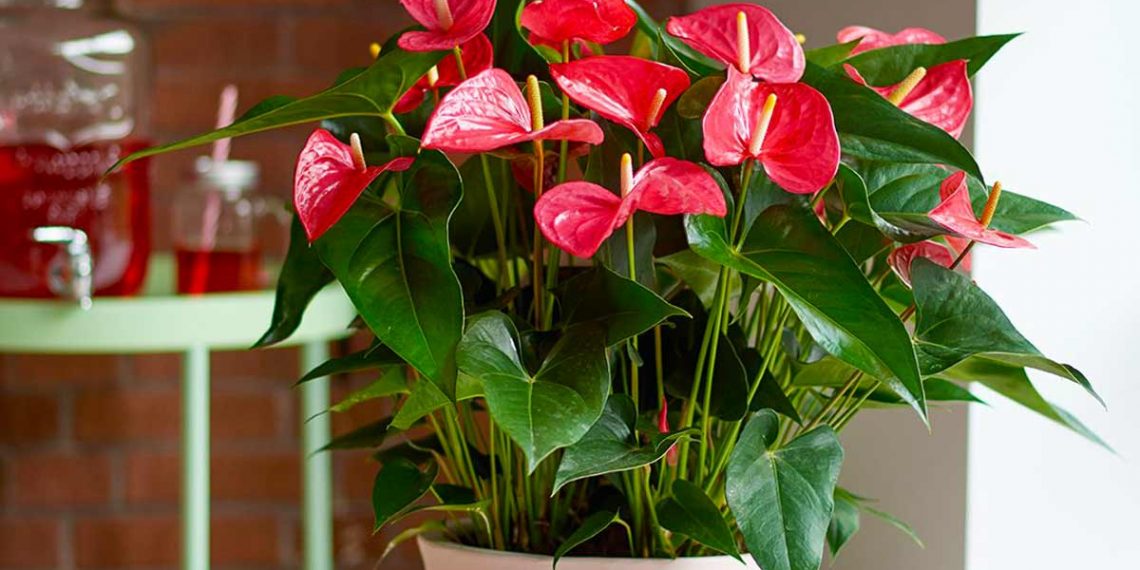 Як доглядати за “чоловічим щастям”