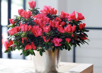 Азалія тепла не любить