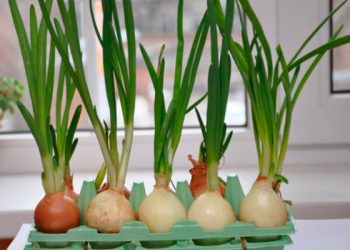 Цибуля в лотку з-під яєць