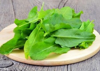 Свіжий щавель цілий рік